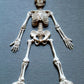 Skelett Silikonform Sehr realistisch
